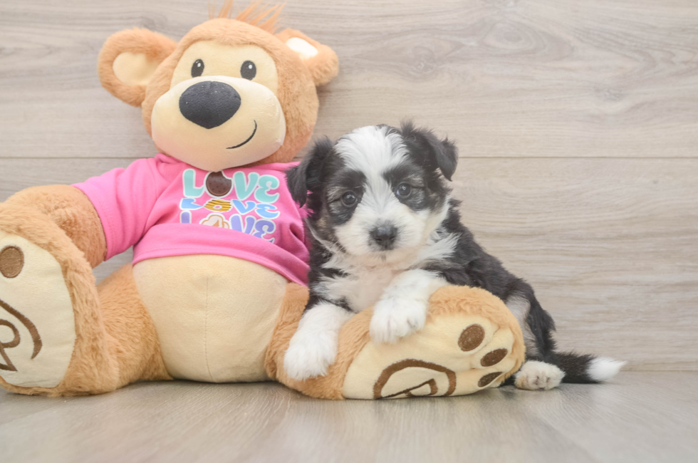 5 week old Aussiechon Puppy For Sale - Windy City Pups