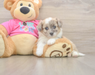 8 week old Aussiechon Puppy For Sale - Windy City Pups