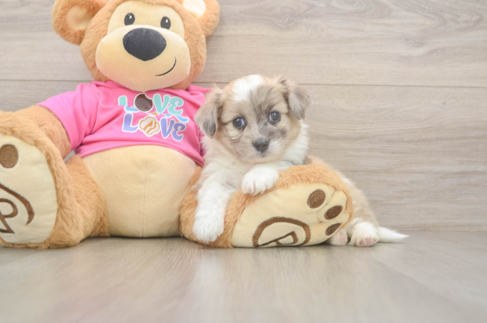 6 week old Aussiechon Puppy For Sale - Windy City Pups