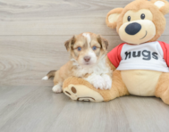 7 week old Aussiechon Puppy For Sale - Windy City Pups