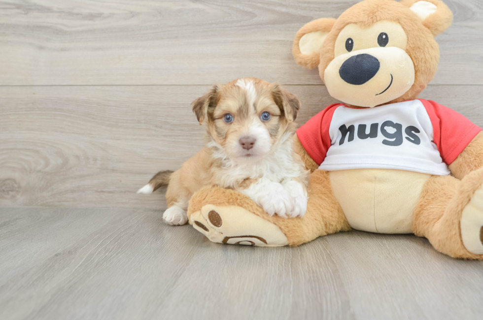 6 week old Aussiechon Puppy For Sale - Windy City Pups