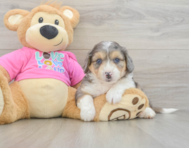 6 week old Aussiechon Puppy For Sale - Windy City Pups
