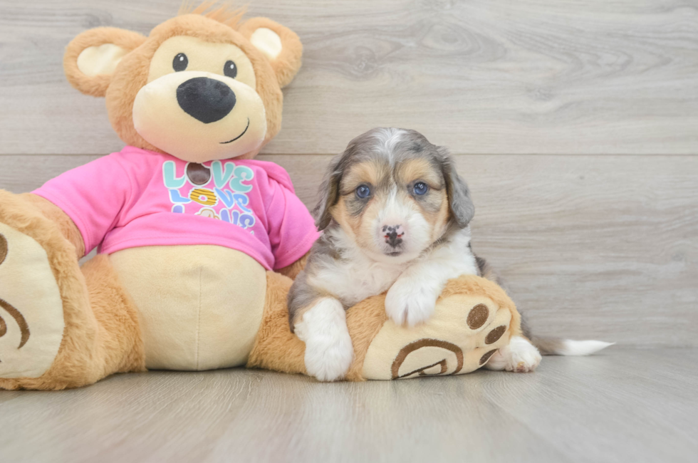6 week old Aussiechon Puppy For Sale - Windy City Pups