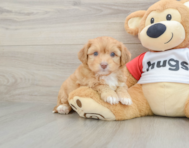 7 week old Aussiechon Puppy For Sale - Windy City Pups