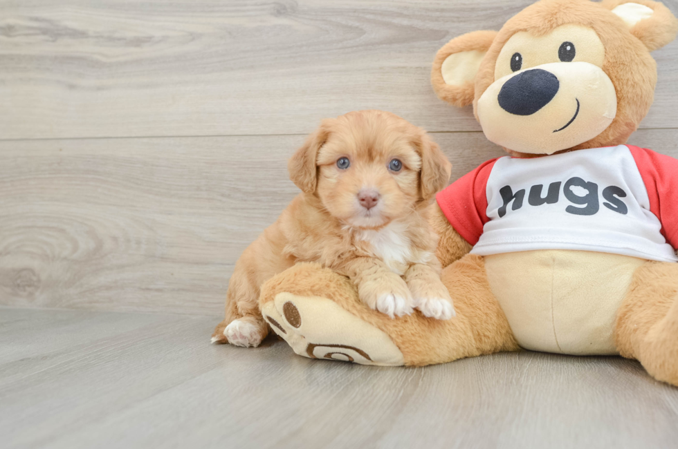 6 week old Aussiechon Puppy For Sale - Windy City Pups