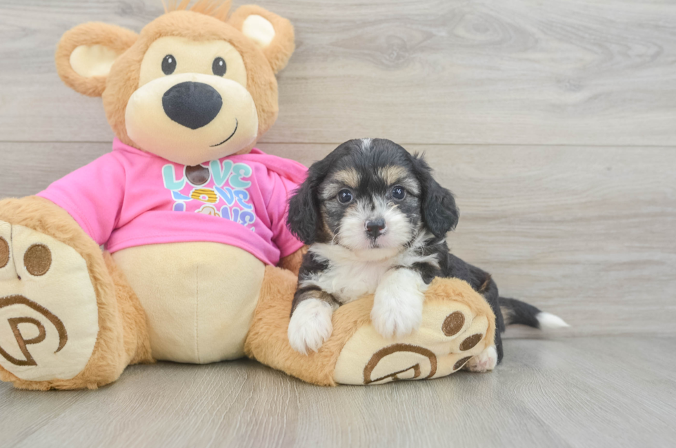 6 week old Aussiechon Puppy For Sale - Windy City Pups