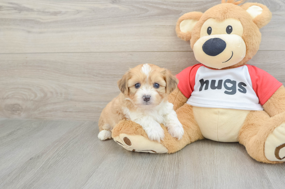 5 week old Aussiechon Puppy For Sale - Windy City Pups