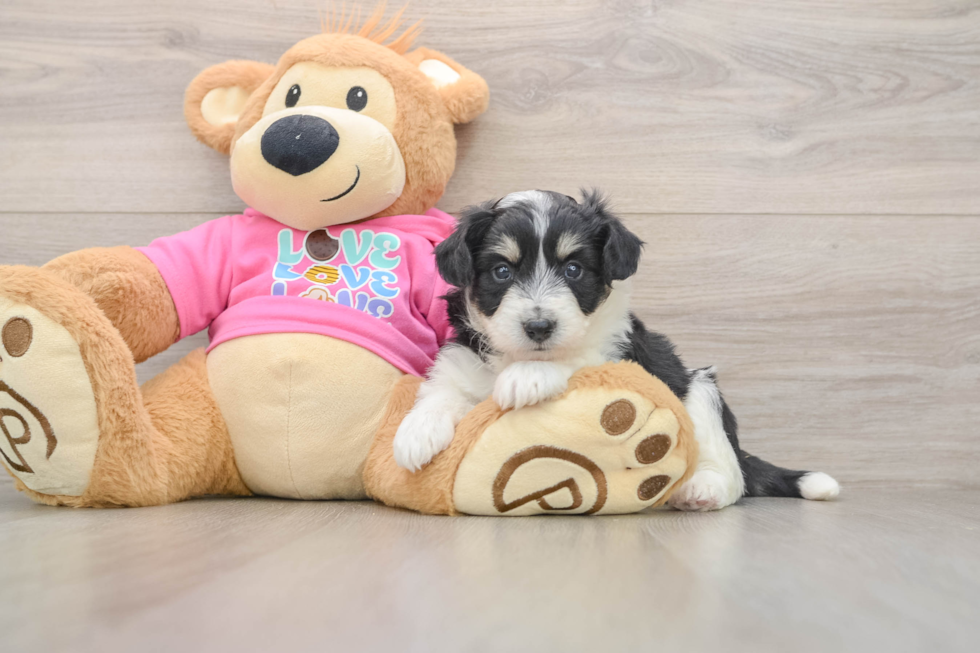 Energetic Aussie Bichon Designer Puppy