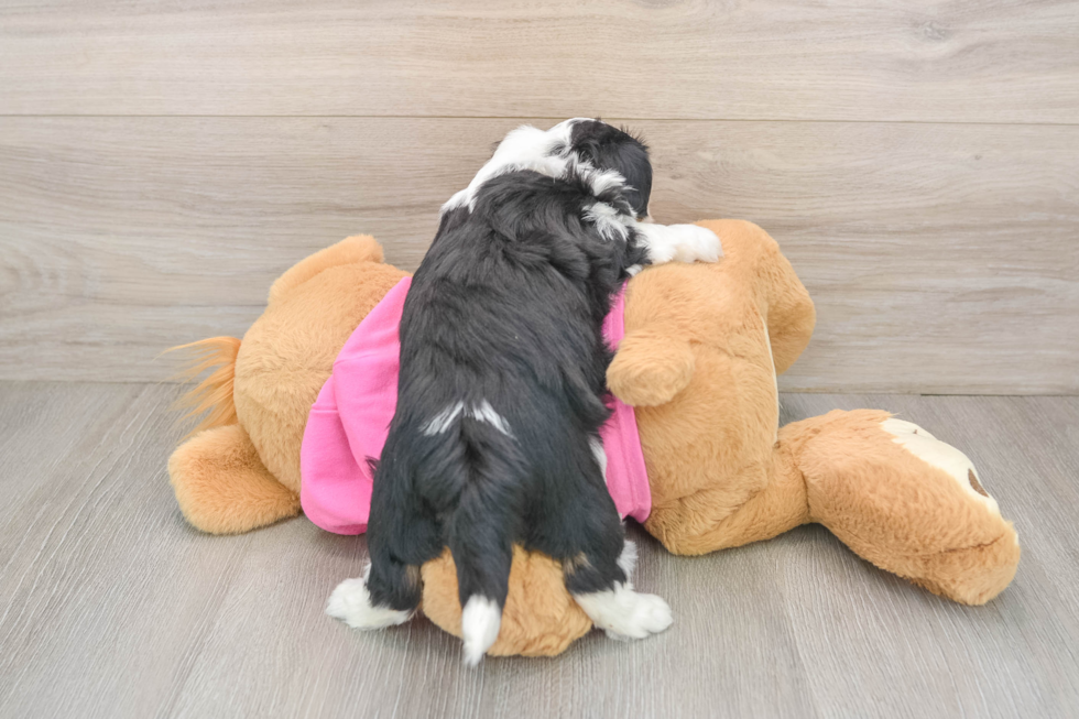 Aussiechon Pup Being Cute