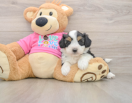 8 week old Aussiechon Puppy For Sale - Windy City Pups