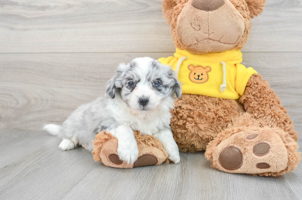 Cute Teddy Bear Marty: 2lb 4oz Designer Puppy