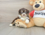 5 week old Aussiechon Puppy For Sale - Windy City Pups