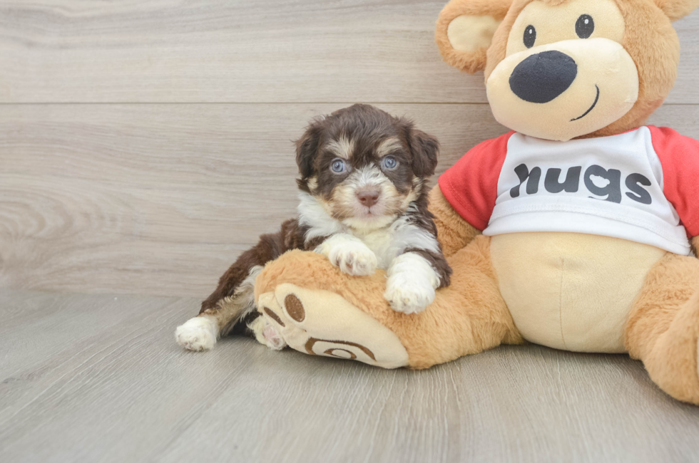 5 week old Aussiechon Puppy For Sale - Windy City Pups