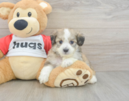 5 week old Aussiechon Puppy For Sale - Windy City Pups