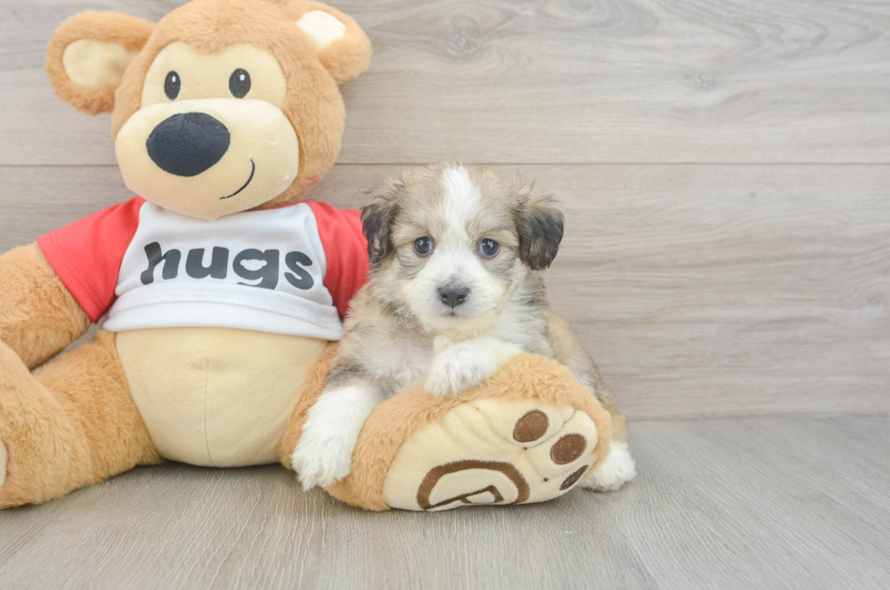 5 week old Aussiechon Puppy For Sale - Windy City Pups