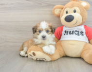5 week old Aussiechon Puppy For Sale - Windy City Pups