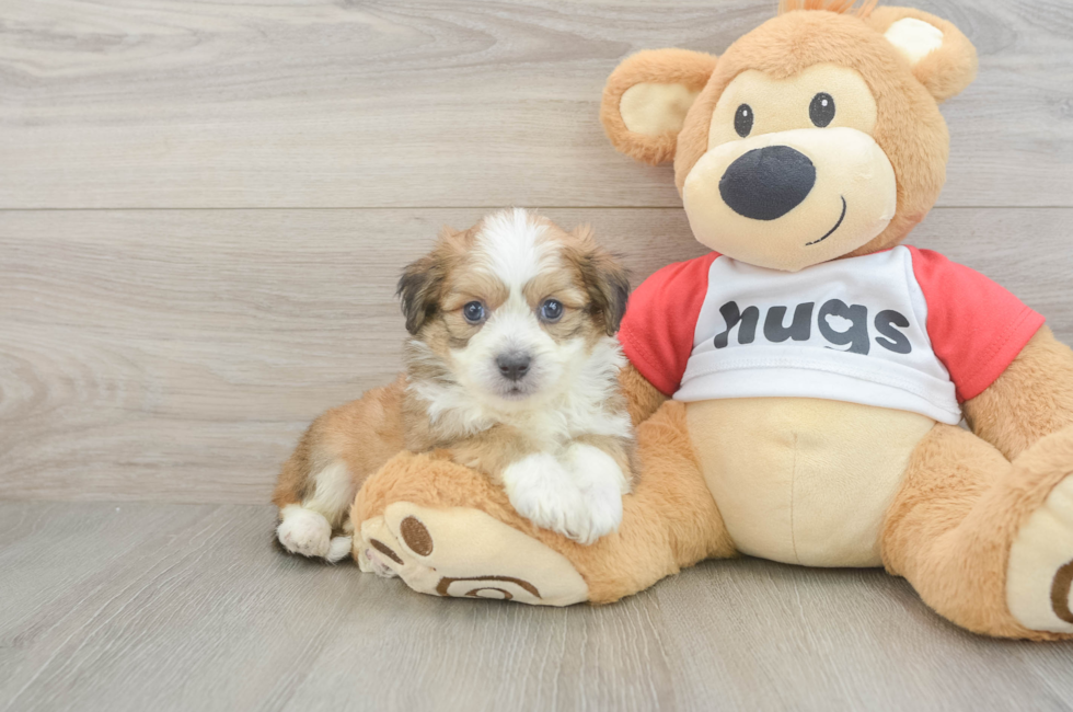 5 week old Aussiechon Puppy For Sale - Windy City Pups