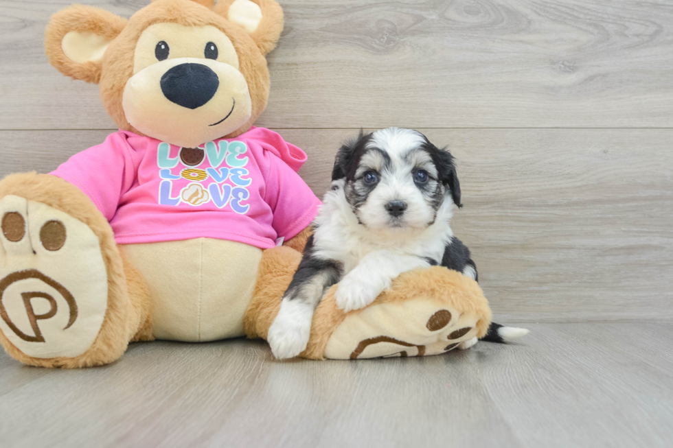 Fluffy Aussiechon Designer Pup