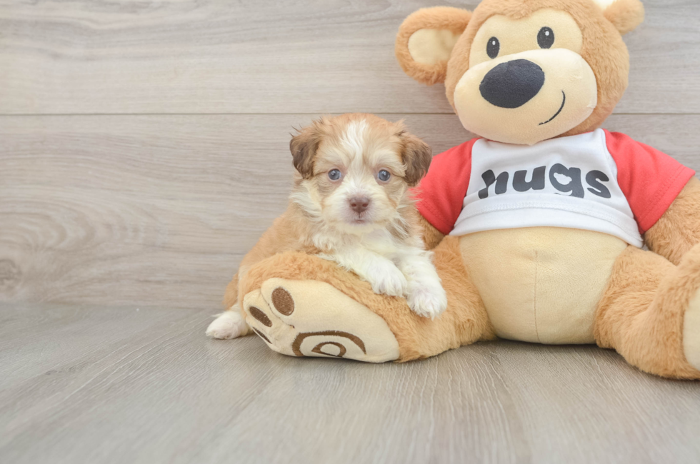 5 week old Aussiechon Puppy For Sale - Windy City Pups