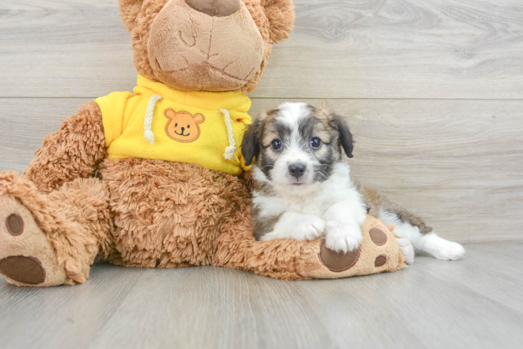 Playful Aussie Bichon Designer Puppy