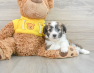 7 week old Aussiechon Puppy For Sale - Windy City Pups