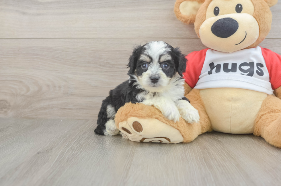 5 week old Aussiechon Puppy For Sale - Windy City Pups