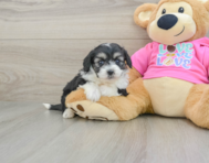 7 week old Aussiechon Puppy For Sale - Windy City Pups