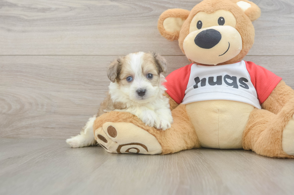5 week old Aussiechon Puppy For Sale - Windy City Pups
