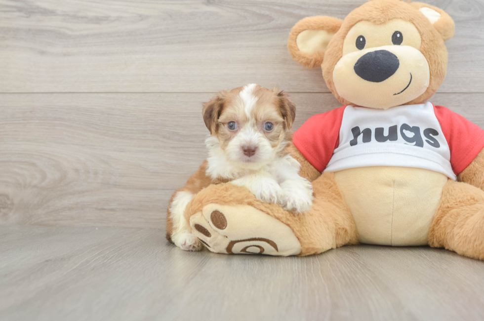 5 week old Aussiechon Puppy For Sale - Windy City Pups
