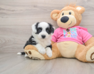 7 week old Aussiechon Puppy For Sale - Windy City Pups