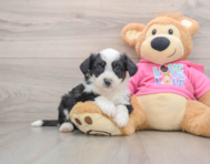 7 week old Aussiechon Puppy For Sale - Windy City Pups