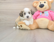 6 week old Aussiechon Puppy For Sale - Windy City Pups