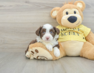 7 week old Aussiechon Puppy For Sale - Windy City Pups