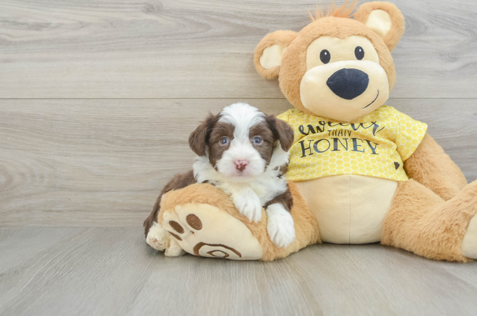 5 week old Aussiechon Puppy For Sale - Windy City Pups