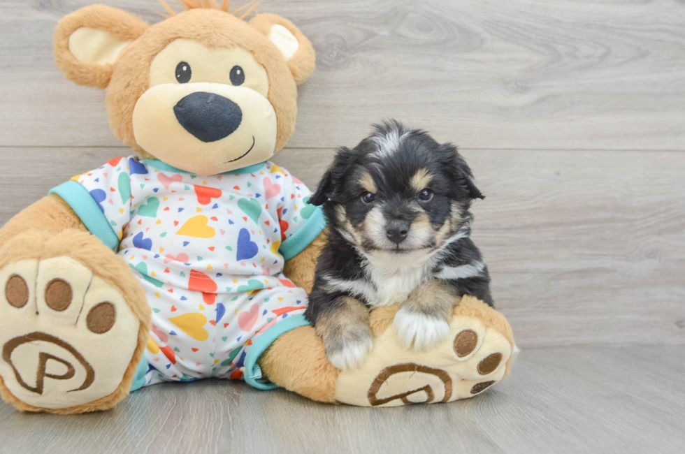 5 week old Aussiechon Puppy For Sale - Windy City Pups