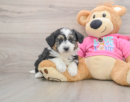 7 week old Aussiechon Puppy For Sale - Windy City Pups