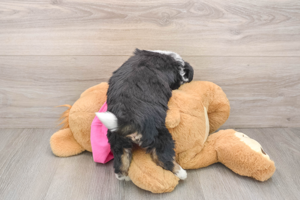 Little Aussie Bichon Designer Puppy