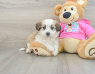 6 week old Aussiechon Puppy For Sale - Windy City Pups