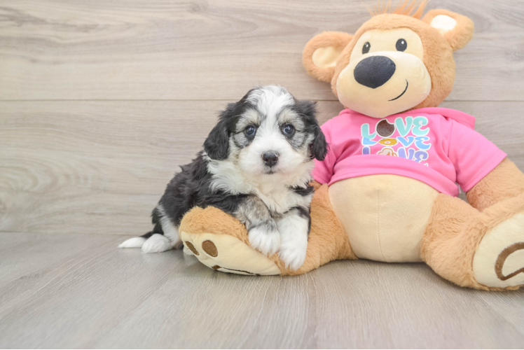 Aussiechon Puppy for Adoption