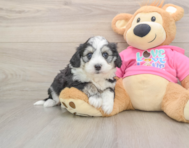 6 week old Aussiechon Puppy For Sale - Windy City Pups