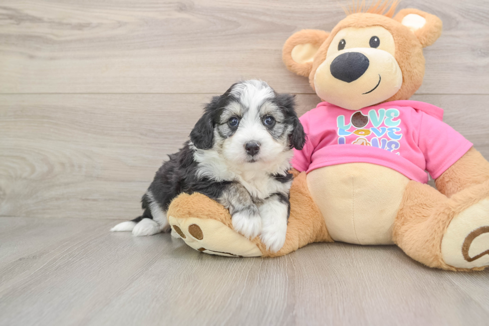 Aussiechon Puppy for Adoption