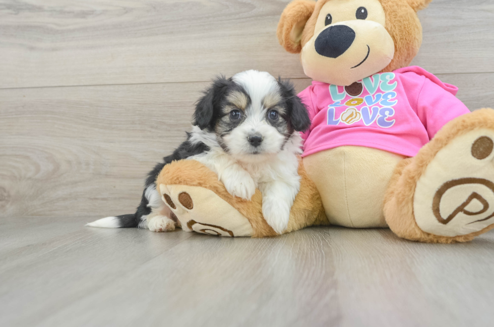 6 week old Aussiechon Puppy For Sale - Windy City Pups