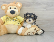 7 week old Aussiechon Puppy For Sale - Windy City Pups