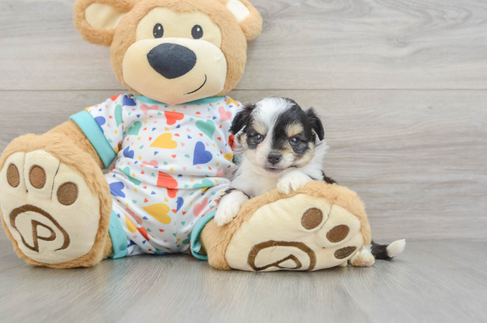 5 week old Aussiechon Puppy For Sale - Windy City Pups