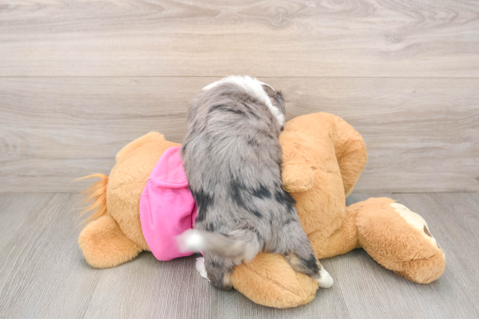 Small Aussiechon Baby