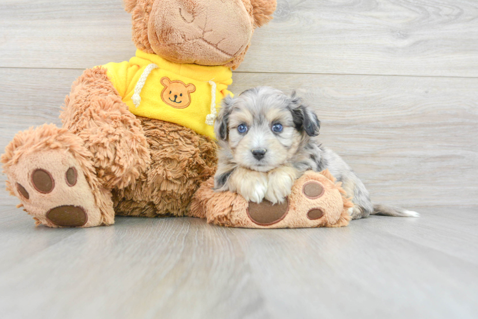 Energetic Australian Designer Puppy