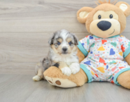 8 week old Aussiechon Puppy For Sale - Windy City Pups