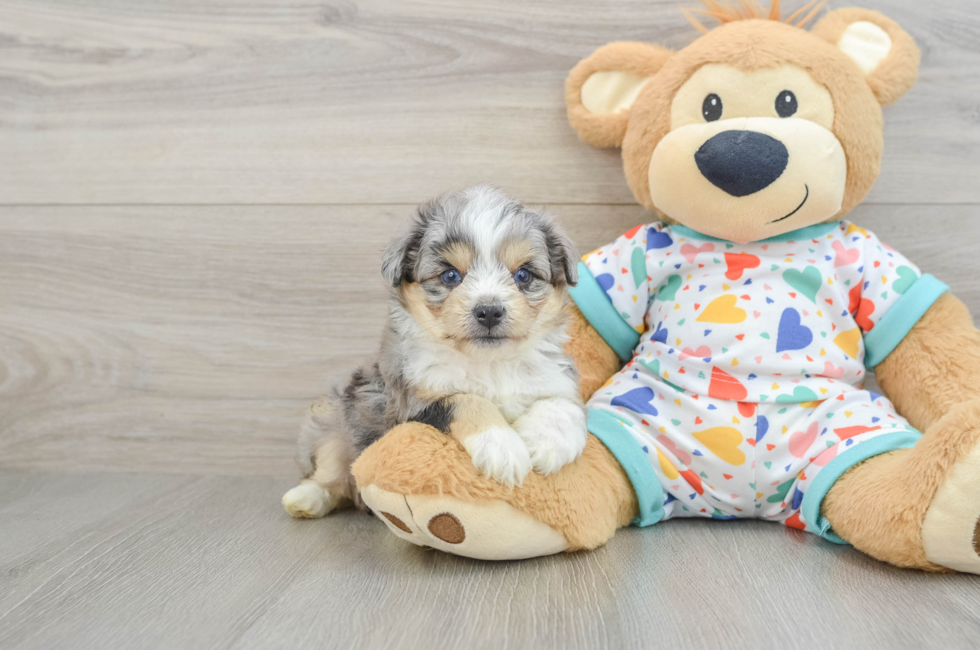 5 week old Aussiechon Puppy For Sale - Windy City Pups
