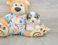 8 week old Aussiechon Puppy For Sale - Windy City Pups