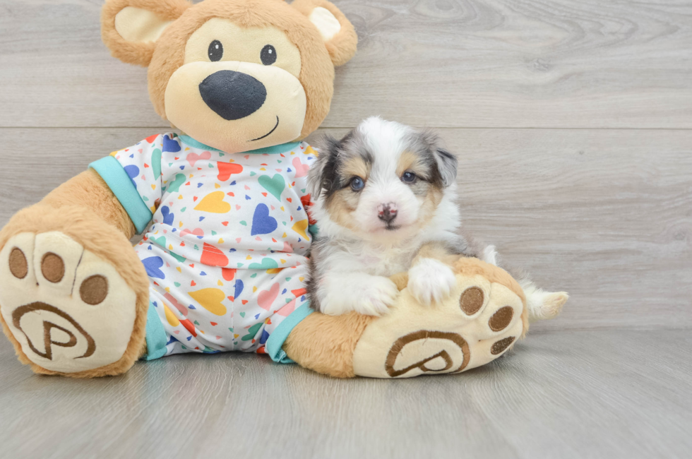 5 week old Aussiechon Puppy For Sale - Windy City Pups